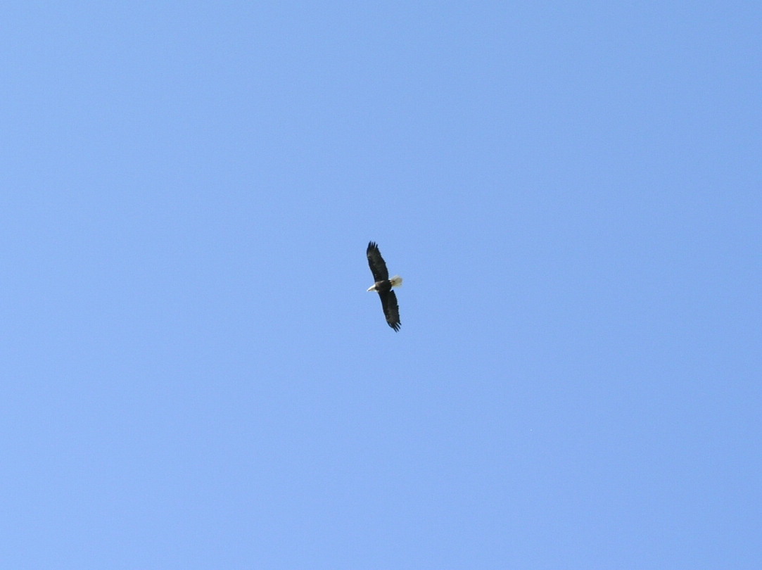 P8310062_Eagle_came_to_the_Fly_in