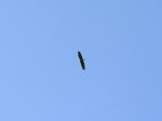 P8310062_Eagle_came_to_the_Fly_in